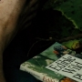 IntoTheWild0322.jpg