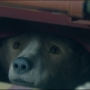 Filename=Paddington2-02759.jpg
Filesize=136KiB
Dimensions=1920x808
Date added=Oct 23, 2021 Paddington2-02759.jpg