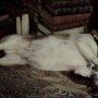 Filename=SherlockHolmes3677.jpg
Filesize=194KiB
Dimensions=1920x1080
Date added=Oct 23, 2021 SherlockHolmes3677.jpg